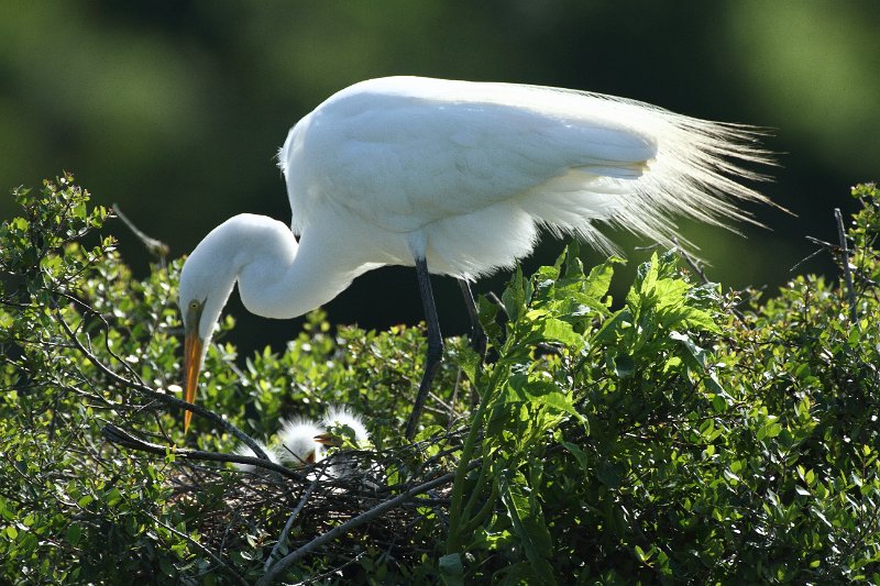 Great Egret Nest High Island_2010_04_24_3734.JPG